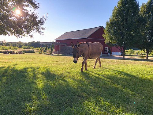 Drinking Beer & Building Shit: Donkey Shelters